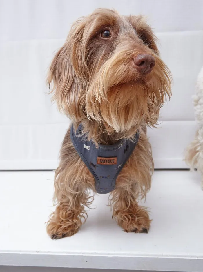 Pet Accessories Fat Face Grey Dogs Small Harness